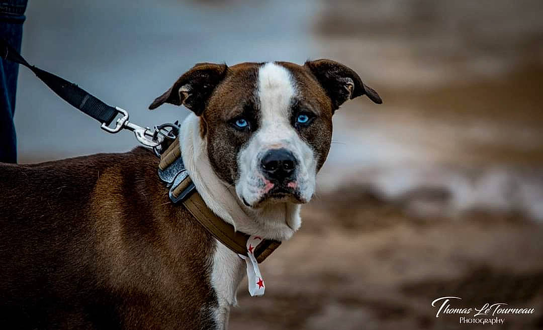 Trigger joined the competition — help win amazing prizes! ancient_dog_breeds, canidae, carnivore, collar, companion_dog, dog, dog_breed, dog_collar, dog_supply, fashion_accessory, fawn, leash, non_sporting_group, pet_supply, snout, sporting_group, whiskers, working_animal, working_dog