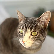 Isis participe au concours pour gagner de l'argent avec cette photo : cat, close_up, yellow_eyes, feline, pet, indoor, animal, fur, whiskers, ears, portrait, focused, soft_lighting, blurred_background, domestic_cat, cute, mammal, looking_away, alert, tabby