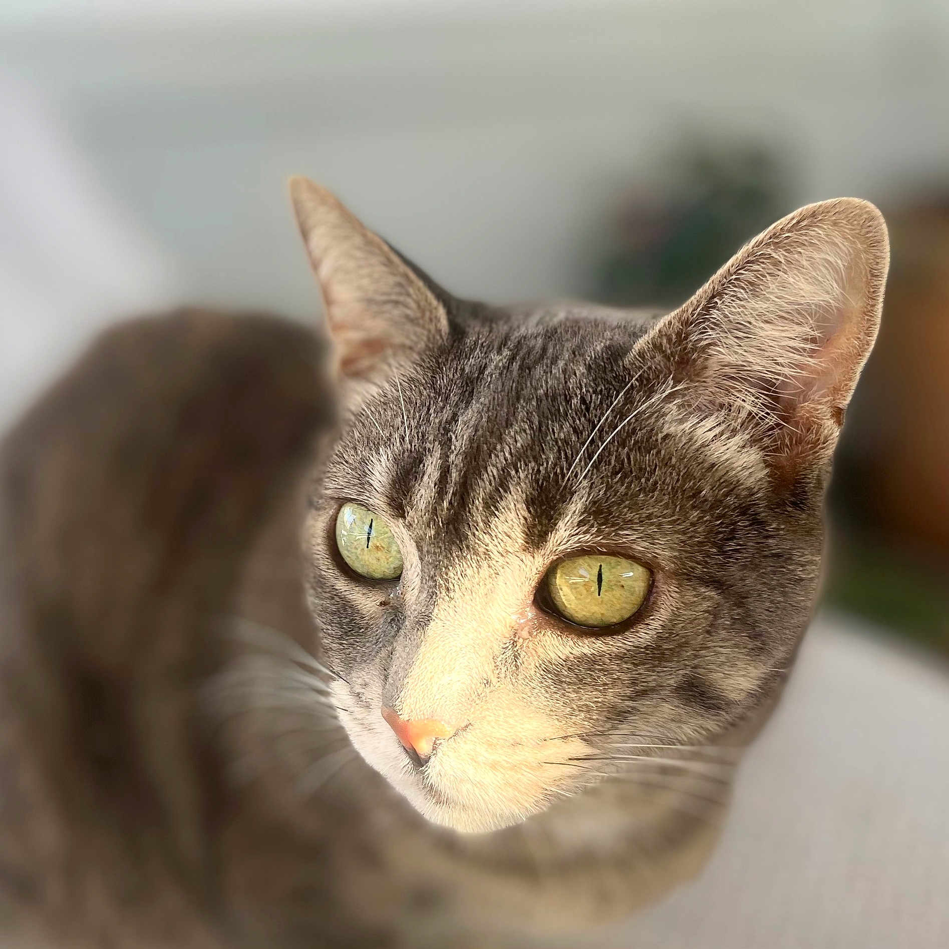 Isis participe au concours pour gagner de l'argent avec cette photo : cat, close_up, yellow_eyes, feline, pet, indoor, animal, fur, whiskers, ears, portrait, focused, soft_lighting, blurred_background, domestic_cat, cute, mammal, looking_away, alert, tabby