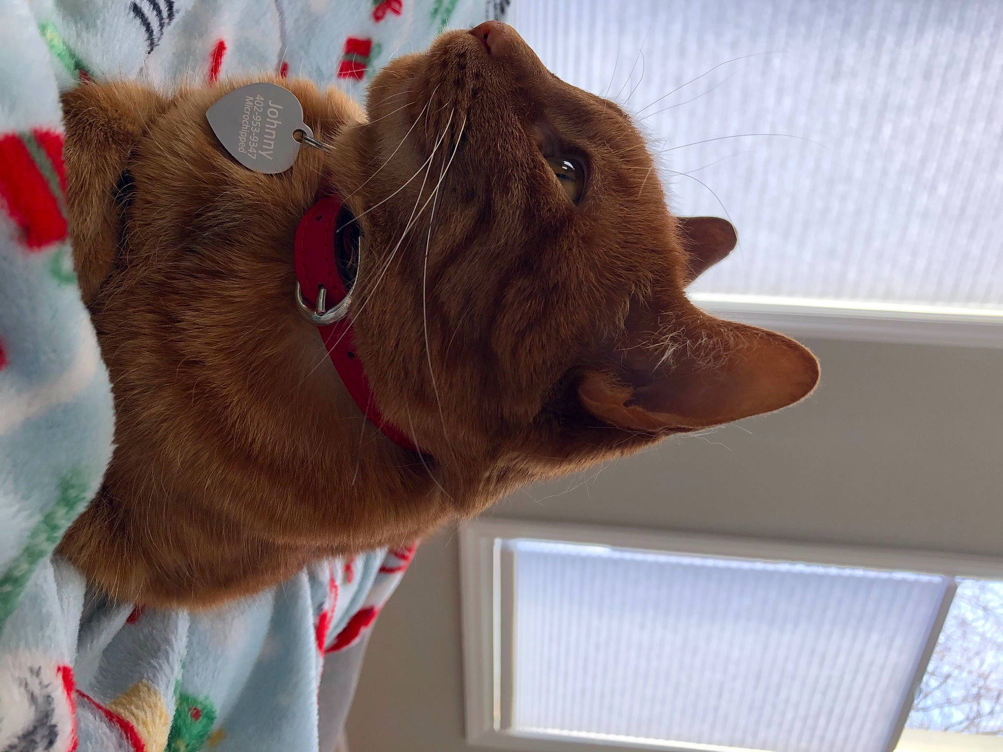 Johnny joined the competition — help win amazing prizes! canidae, carnivore, cat, collar, companion_dog, dog_breed, domestic_short_haired_cat, fawn, felidae, fur, liver, pet_supply, small_to_medium_sized_cats, snout, sporting_group, tail, television, terrestrial_animal, whiskers, working_animal