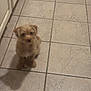 animal, brown_dog, cabinet, companion, cute, dog, domestic_animal, floor, fluffy, furry, indoor, kitchen, looking_up, marble_pattern, pet, puppy, shadow, sitting, small_dog, tile_floor