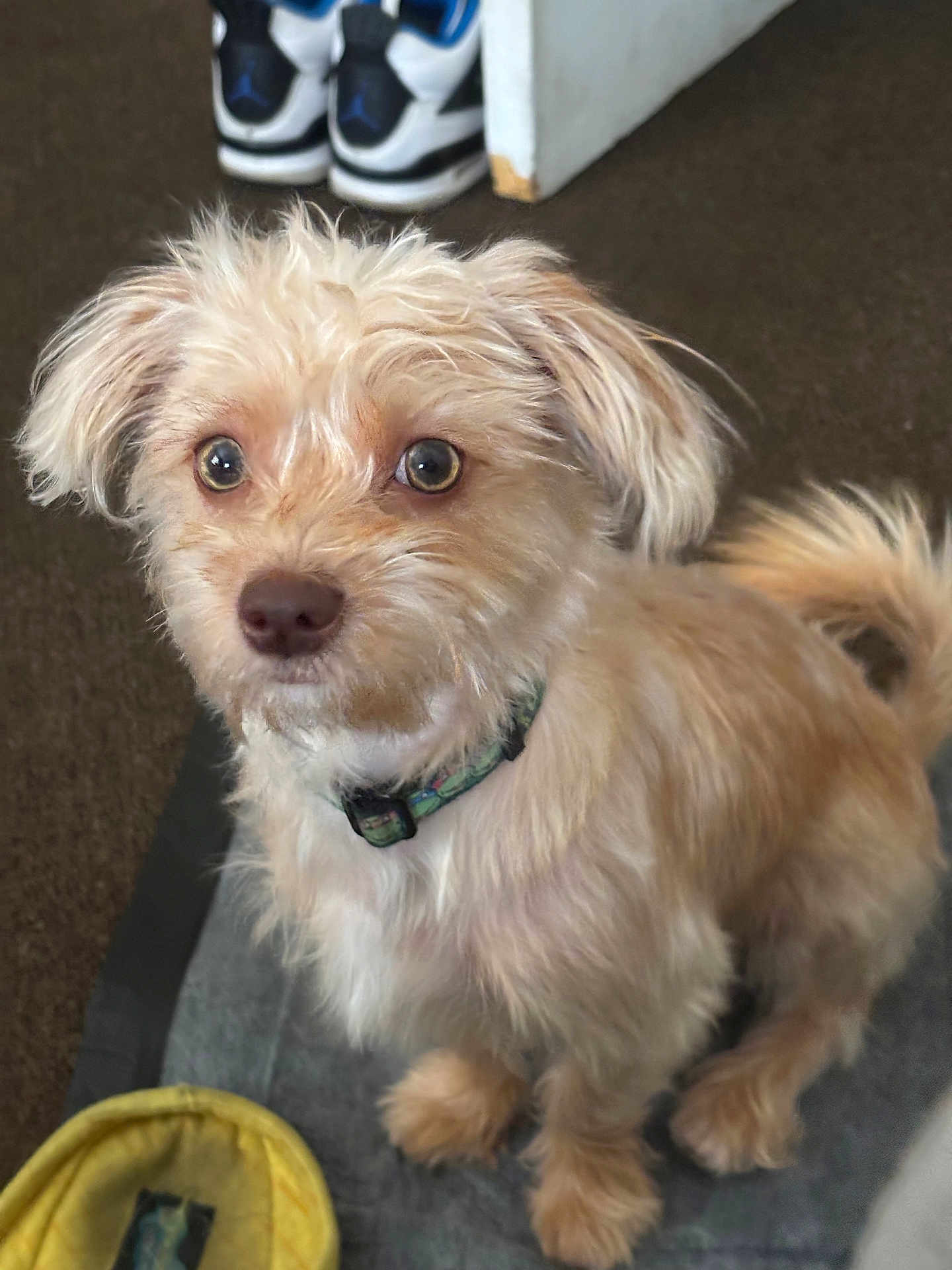 Kuchi Kopi is registered to the contest to win money with this photo: animal, close_up, collar, companion, curious, cute, dog, domestic, floor, fluffy, friendly, furry, indoor, light_brown, mat, pet, portrait, small_dog, sneakers, young