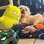Kuchi Kopi is registered to the contest to win money with this photo: animal, blanket, colorful, cute, dog, expression, fabric, floor, fur, indoor, orange_toy, pet, playful, plush, puppy, rope_toy, shoe, small_dog, tile, toy