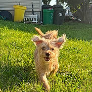 Kuchi Kopi is registered to the contest to win money with this photo: animal, canine, daylight, dog, ears, fur, grass, greenery, happy, house, mammal, nature, outdoor, pet, playful, running, sunlight, tail, trash_bins, yard