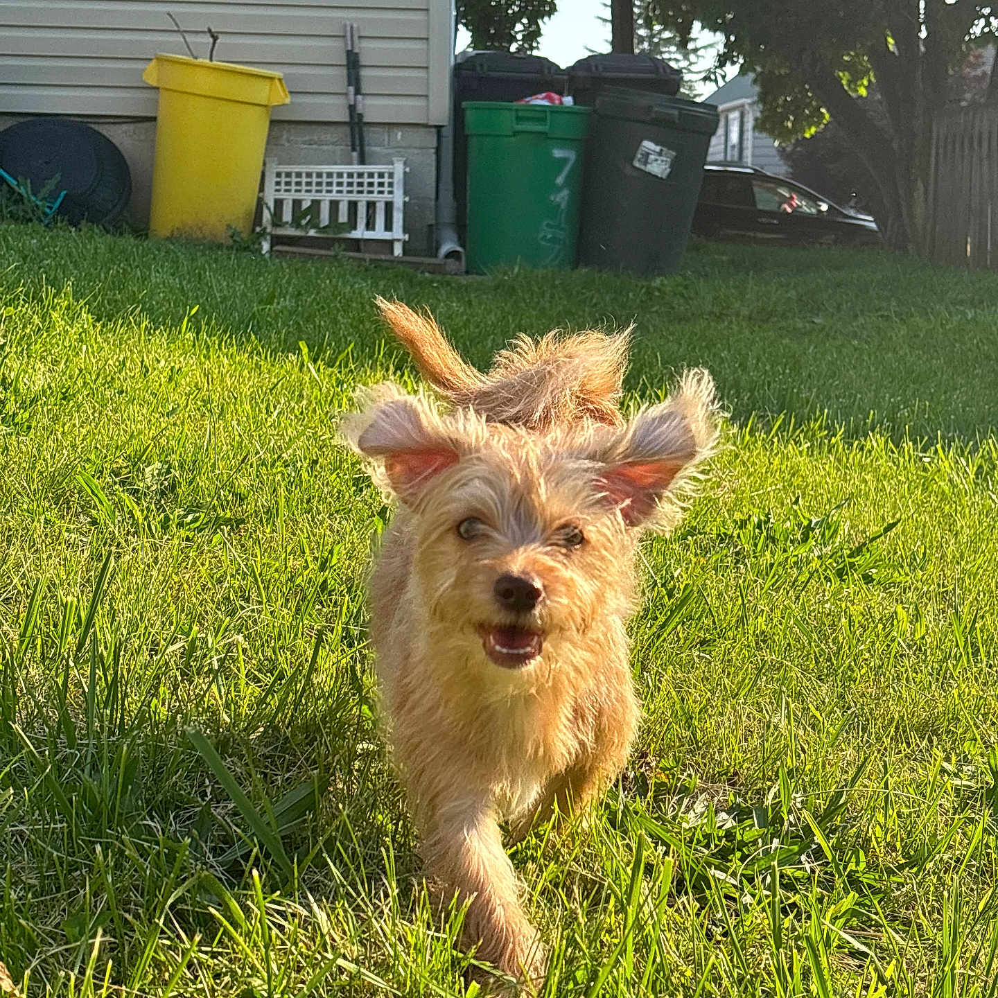 Kuchi Kopi is registered to the contest to win money with this photo: animal, canine, daylight, dog, ears, fur, grass, greenery, happy, house, mammal, nature, outdoor, pet, playful, running, sunlight, tail, trash_bins, yard