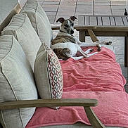 Toby joined the competition — help win amazing prizes! animal, blanket, calm, comfort, cushion, daylight, dog, domestic_animal, ears_up, furniture, home, looking_back, outdoor, patio, pet, relaxed, resting, sofa, tile_floor, wooden_table