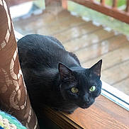 Bethany is registered to the contest to win money with this photo: black_cat, cat, feline, green_eyes, glowing_eyes, whiskers, ears, fur, animal, pet, sitting, crouching, windowsill, wooden_surface, deck, porch, sunlight, outdoor, cushion, blanket