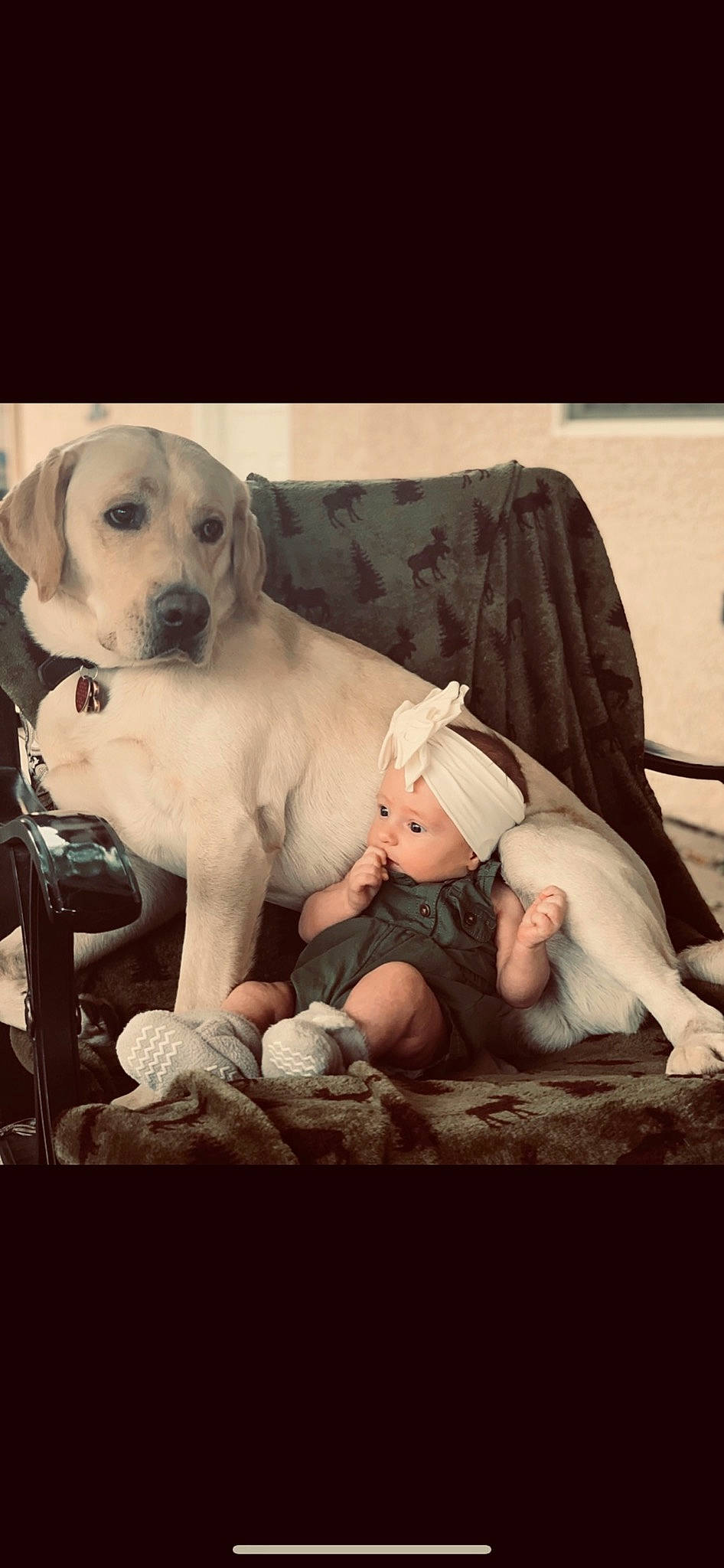 Harlee is registered to the contest to win money with this photo: canidae, carnivore, child, companion_dog, dog, dog_breed, fawn, headwear, labrador_retriever, mammal, person, photo_caption, puppy, puppy_love, retriever, sporting_group, vertebrate
