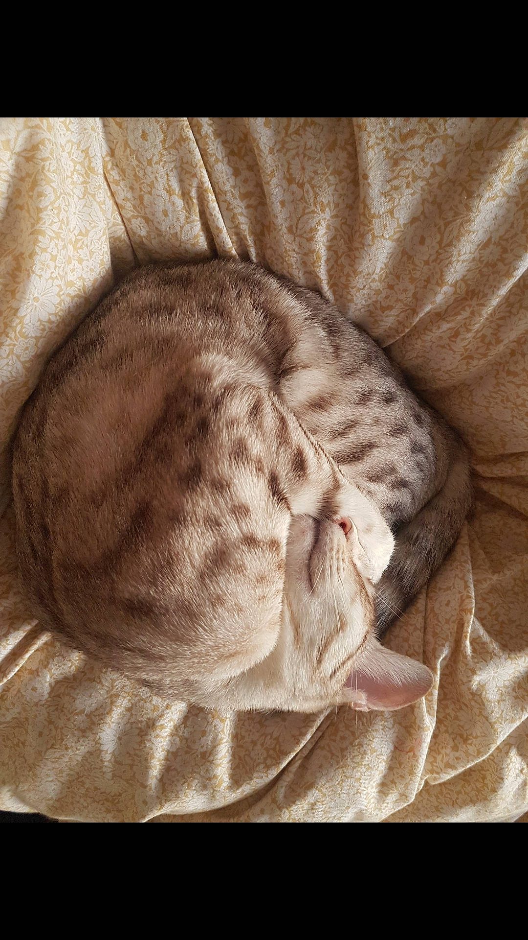 Dotty Junglespots joined the competition — help win amazing prizes! carnivore, cat, cat_bed, fawn, felidae, fur, kitten, nap, ocicat, small_to_medium_sized_cats, tabby_cat, whiskers