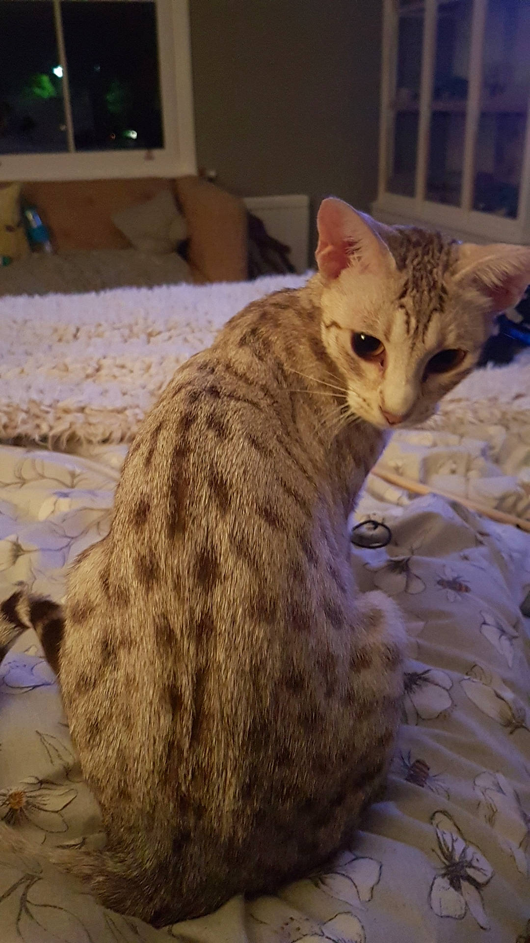 Dotty Junglespots joined the competition — help win amazing prizes! arabian_mau, asian, australian_mist, carnivore, cat, domestic_short_haired_cat, dragon_li, egyptian_mau, european_shorthair, fawn, felidae, german_rex, kitten, mammal, ocicat, oriental_longhair, small_to_medium_sized_cats, tabby_cat, vertebrate, whiskers