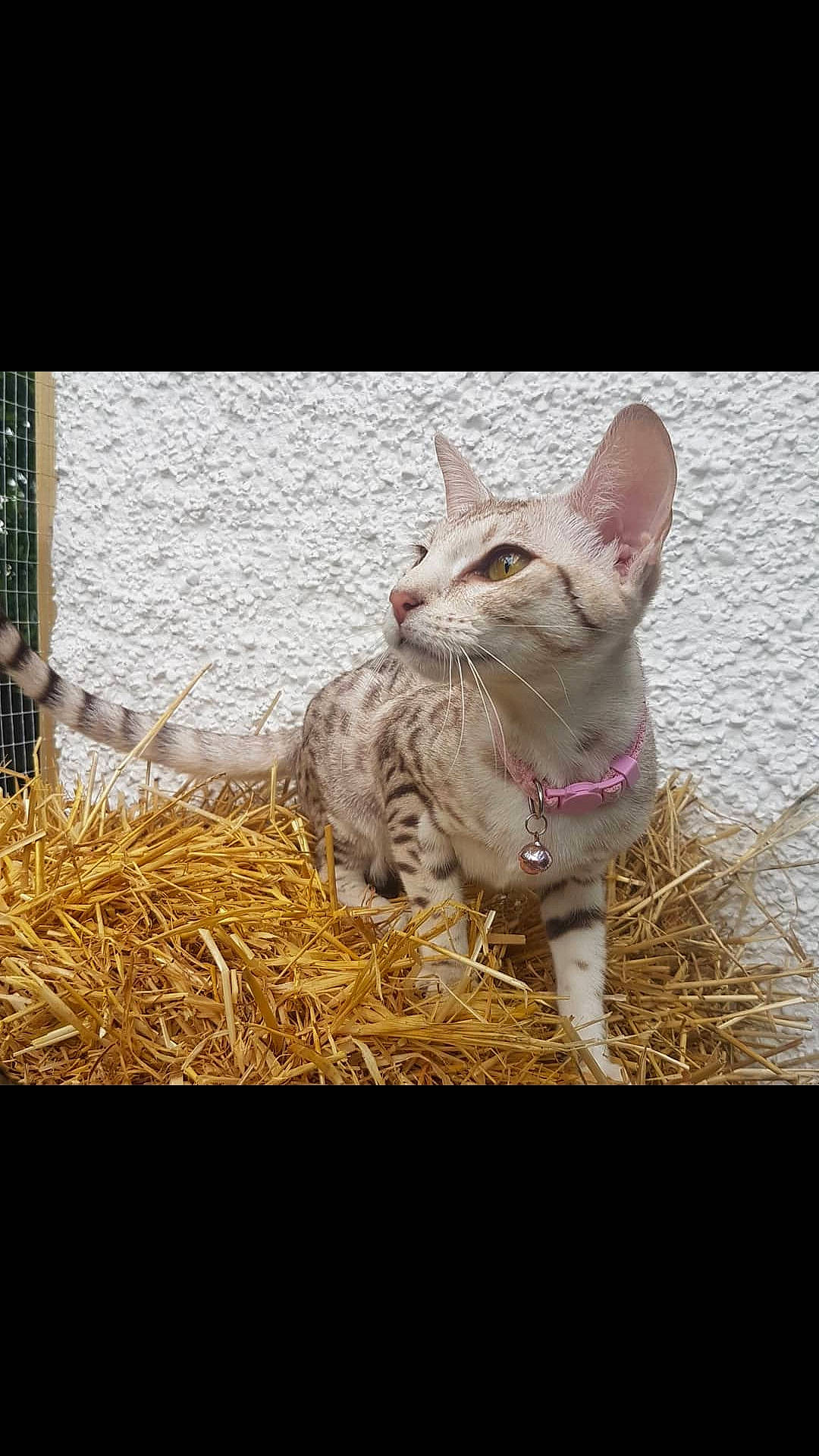 Dotty Junglespots joined the competition — help win amazing prizes! asian, carnivore, cat, devon_rex, domestic_short_haired_cat, european_shorthair, fawn, felidae, german_rex, kitten, mammal, ocicat, oriental_shorthair, peterbald, small_to_medium_sized_cats, vertebrate, whiskers