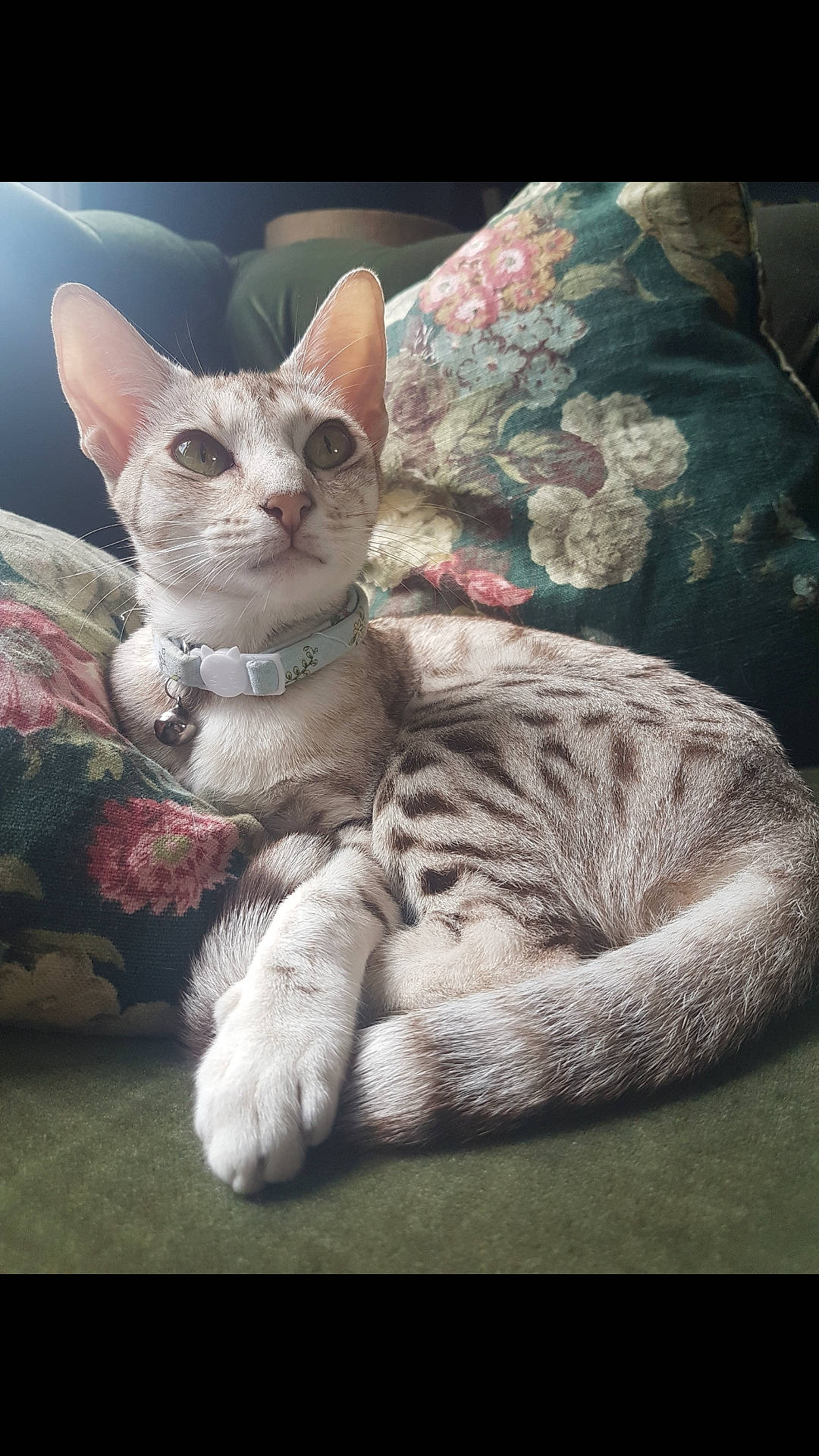Dotty Junglespots joined the competition — help win amazing prizes! arabian_mau, asian, carnivore, cat, cornish_rex, devon_rex, domestic_short_haired_cat, egyptian_mau, european_shorthair, felidae, german_rex, kitten, mammal, oriental_shorthair, photo_caption, rex_cat, small_to_medium_sized_cats, tabby_cat, vertebrate, whiskers