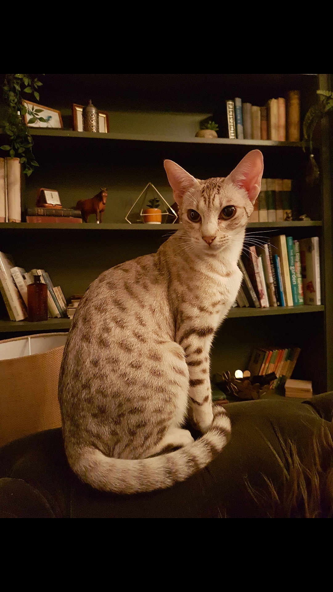 Dotty Junglespots