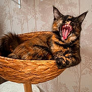 Bella participe au concours pour gagner de l'argent avec cette photo : cat, tortoiseshell_cat, fluffy, yawning, open_mouth, teeth, tongue, whiskers, ears, fur, animal, pet, basket, wicker, cat_tree, indoor, home, wallpaper, portrait, funny