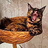 cat, tortoiseshell_cat, fluffy, yawning, open_mouth, teeth, tongue, whiskers, ears, fur, animal, pet, basket, wicker, cat_tree, indoor, home, wallpaper, portrait, funny