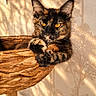 Bella participe au concours pour gagner de l'argent avec cette photo : cat, tortoiseshell_cat, feline, amber_eyes, fur, whiskers, pointed_ears, paws, sitting, resting, basket, wicker, indoor, home, curtain, sunlight, shadows, warm_lighting, portrait, close_up