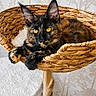 cat, tortoiseshell_cat, pet, feline, amber_eyes, large_ears, long_hair, sitting, lying_down, basket, wicker, cat_tree, scratching_post, indoor, home, wallpaper, carpet, cozy, portrait, animal_photography