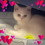 Mia joined the competition — help win amazing prizes! animal, blanket, blue_eyes, cat, cozy, cute, ears, eyes, face, fluffy, gray_fur, heart_stickers, indoor, kitten, lying_down, pet, photograph, portrait, whiskers, white_fur