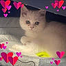 kitten, cat, animal, pet, fluffy, white_fur, gray_fur, blue_eyes, face, eyes, ears, whiskers, lying_down, blanket, cozy, indoor, portrait, heart_stickers, cute, photograph