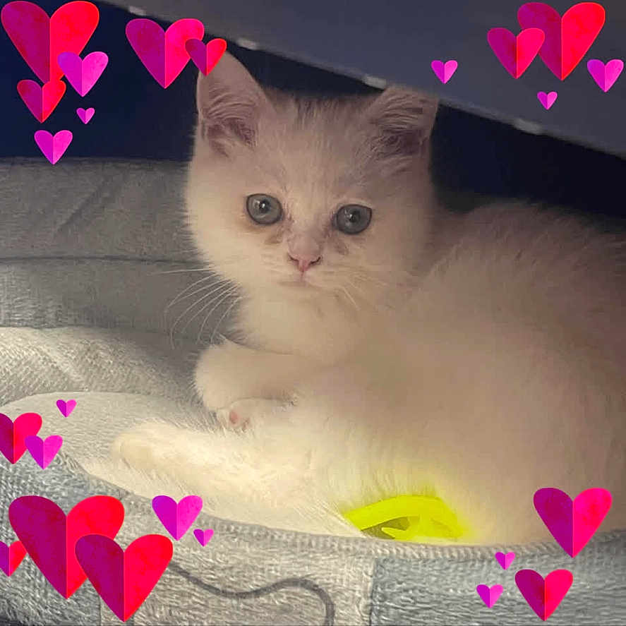 Mia