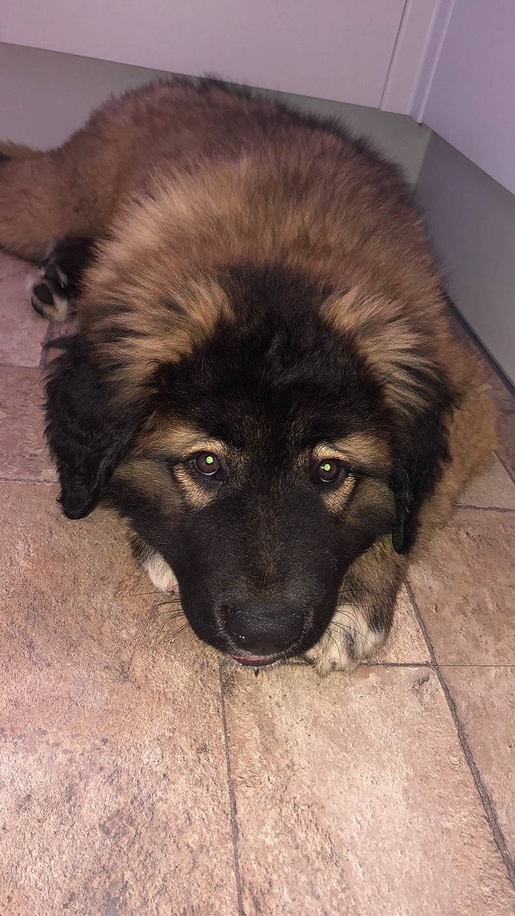 Tyson is registered to the contest to win money with this photo: canidae, carnivore, caucasian_shepherd_dog, companion_dog, dog, dog_breed, estrela_mountain_dog, eye, fawn, flooring, fur, giant_dog_breed, leonberger, snout, sporting_group, terrestrial_animal, tibetan_mastiff, tints_and_shades, whiskers, working_animal
