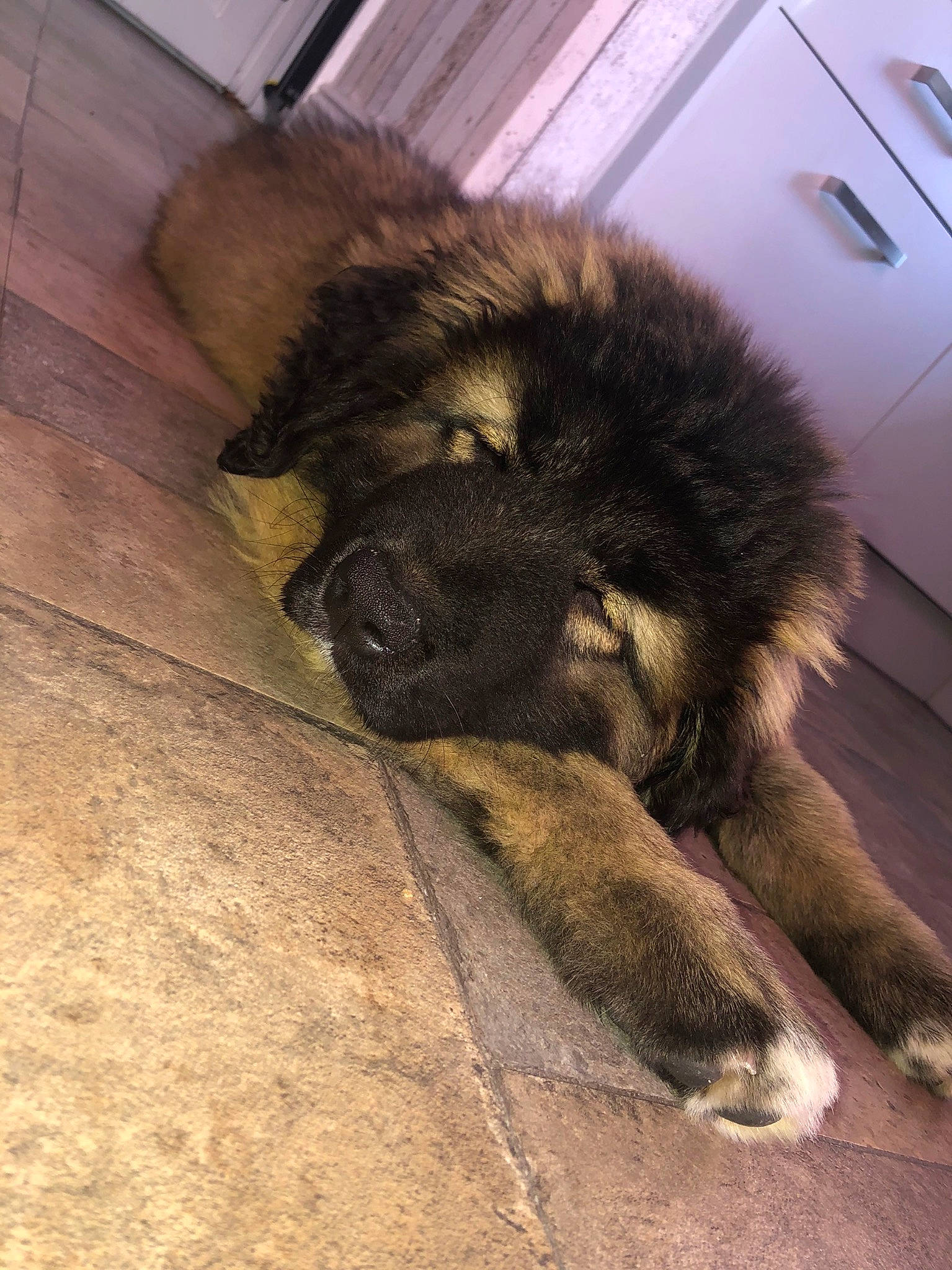 Tyson is registered to the contest to win money with this photo: carnivore, companion_dog, dog, dog_breed, door, estrela_mountain_dog, fawn, flooring, foot, fur, hardwood, keeshond, leonberger, paw, snout, sporting_group, tail, terrestrial_animal, tints_and_shades, wood