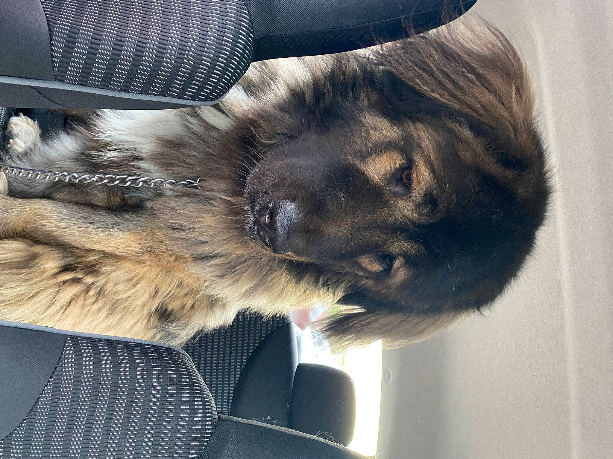 Tyson is registered to the contest to win money with this photo: canidae, carnivore, comfort, companion_dog, dog, dog_breed, eye, feather, felidae, foot, fur, liver, paw, small_to_medium_sized_cats, snout, sporting_group, tail, vehicle_door, whiskers, wing