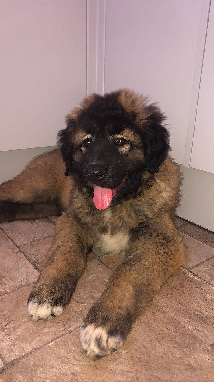 Tyson is registered to the contest to win money with this photo: canidae, carnivore, caucasian_shepherd_dog, companion_dog, dog, dog_breed, estrela_mountain_dog, flooring, fur, gaddi_kutta, giant_dog_breed, leonberger, liver, snout, sporting_group, tail, terrestrial_animal, tibetan_mastiff, working_animal, working_dog