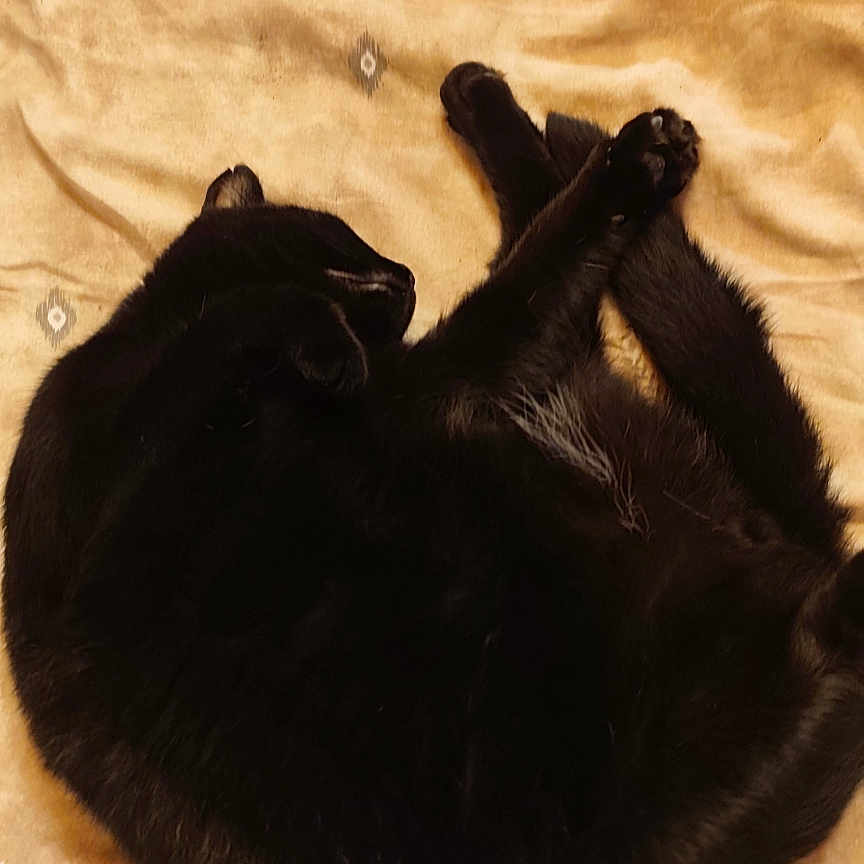 Tino participe au concours pour gagner de l'argent avec cette photo : animal, bed, black_cat, blanket, cat, comfort, cozy, curled_up, cute, domestic_animal, feline, fur, indoor, nap, pet, relaxation, rest, sleeping, soft_texture, whiskers