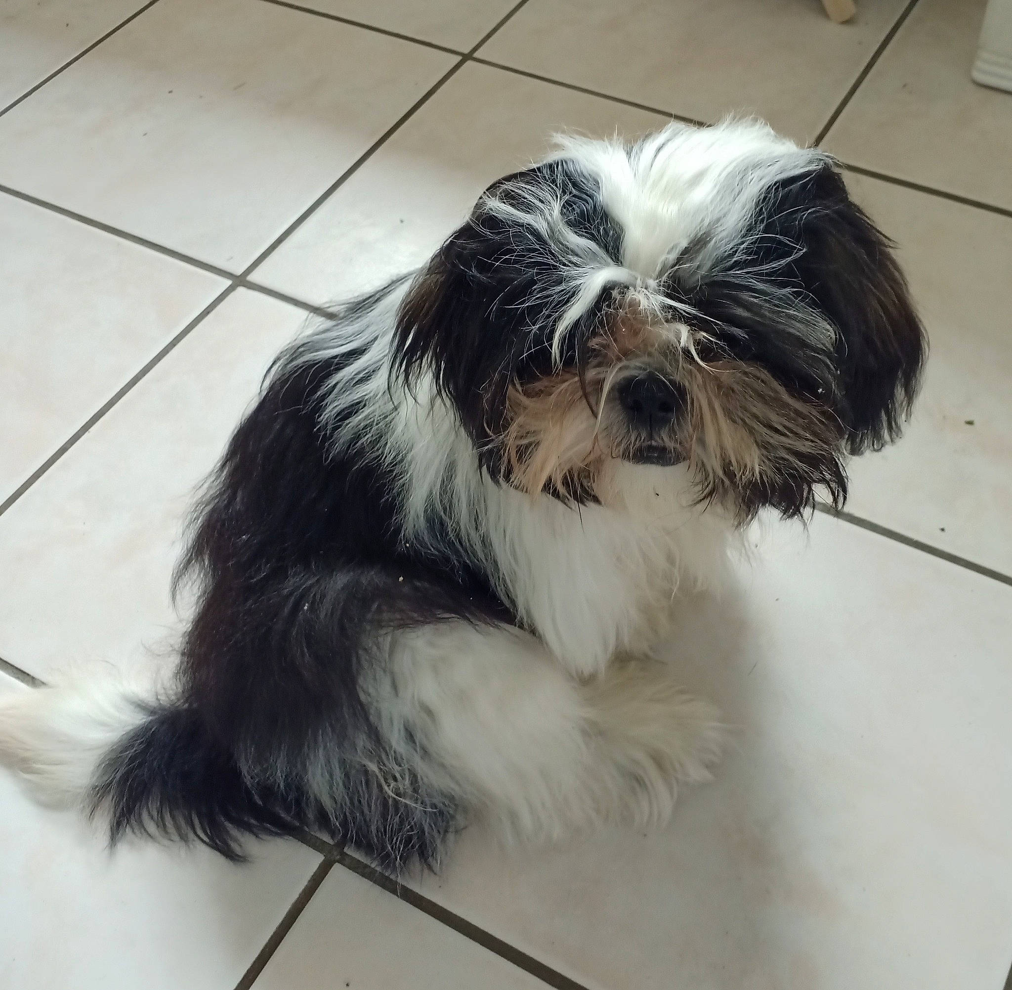 Saphire participe au concours pour gagner de l'argent avec cette photo : biewer_terrier, canidae, carnivore, companion_dog, dog, dog_breed, fur, liver, maltepoo, shih_poo, shih_tzu, small_terrier, snout, sporting_group, tail, terrestrial_animal, terrier, tile_flooring, toy_dog, working_animal