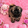 adorable, animal, background, ball, cute, dog, flower, fluffy, furry, heart_shaped_pillow, indoor, pet, pink, plush_toy, puppy, rose, small, soft, stuffed_animal, toy