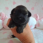 Bahia participe au concours pour gagner de l'argent avec cette photo : adorable, animal, black_puppy, closeup, cozy, cute, dog, fluffy, hand, heart_pattern, holding, indoor, pet, pink_background, portrait, puppy, sleepy, small, soft, young