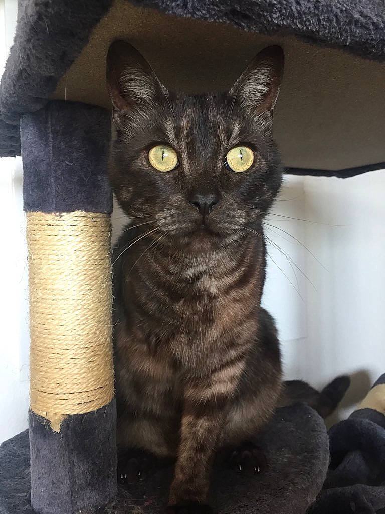 Bernie a rejoint le concours — aidez-le/la à gagner de superbes lots ! black_cat, carnivore, cat, cat_furniture, cat_supply, claw, domestic_short_haired_cat, felidae, fur, iris, paw, sitting, small_to_medium_sized_cats, snout, tail, terrestrial_animal, whiskers