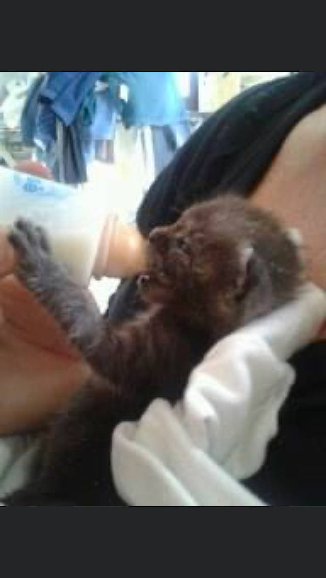 Bernie a rejoint le concours — aidez-le/la à gagner de superbes lots ! auto_part, carnivore, cat, comfort, companion_dog, dog_breed, domestic_short_haired_cat, fawn, felidae, finger, fur, gesture, hand, liver, nail, nap, small_to_medium_sized_cats, thumb, vehicle_door, whiskers