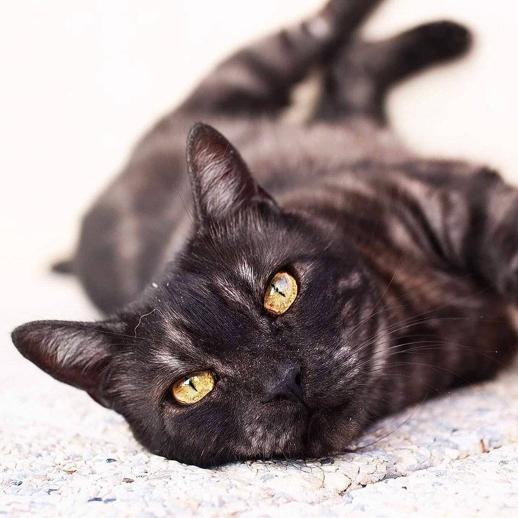 Bernie participe au concours pour gagner de l'argent avec cette photo : black_cat, bombay, carnivore, cat, claw, close_up, domestic_short_haired_cat, eye, felidae, fur, head, small_to_medium_sized_cats, snout, terrestrial_animal, whiskers