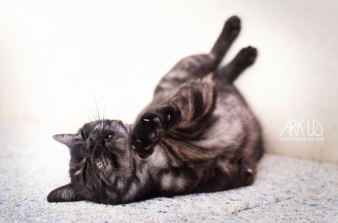 Bernie a rejoint le concours — aidez-le/la à gagner de superbes lots ! black_cat, carnivore, cat, claw, comfort, dog_breed, domestic_short_haired_cat, ear, felidae, fur, grey, monochrome, monochrome_photography, paw, small_to_medium_sized_cats, snout, tail, terrestrial_animal, whiskers, wildlife