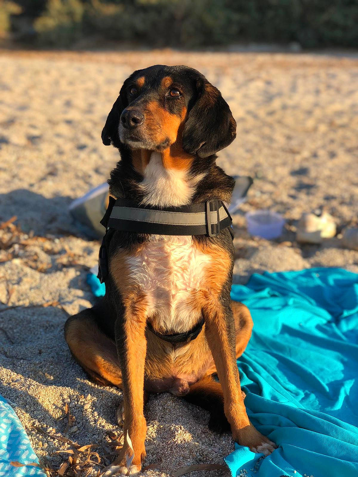 Bart a rejoint le concours — aidez-le/la à gagner de superbes lots ! canidae, carnivore, collar, companion_dog, dog, dog_breed, dog_collar, electric_blue, fawn, hound, hunting_dog, leash, liver, pet_supply, scent_hound, shadow, snout, sporting_group, working_animal, working_dog