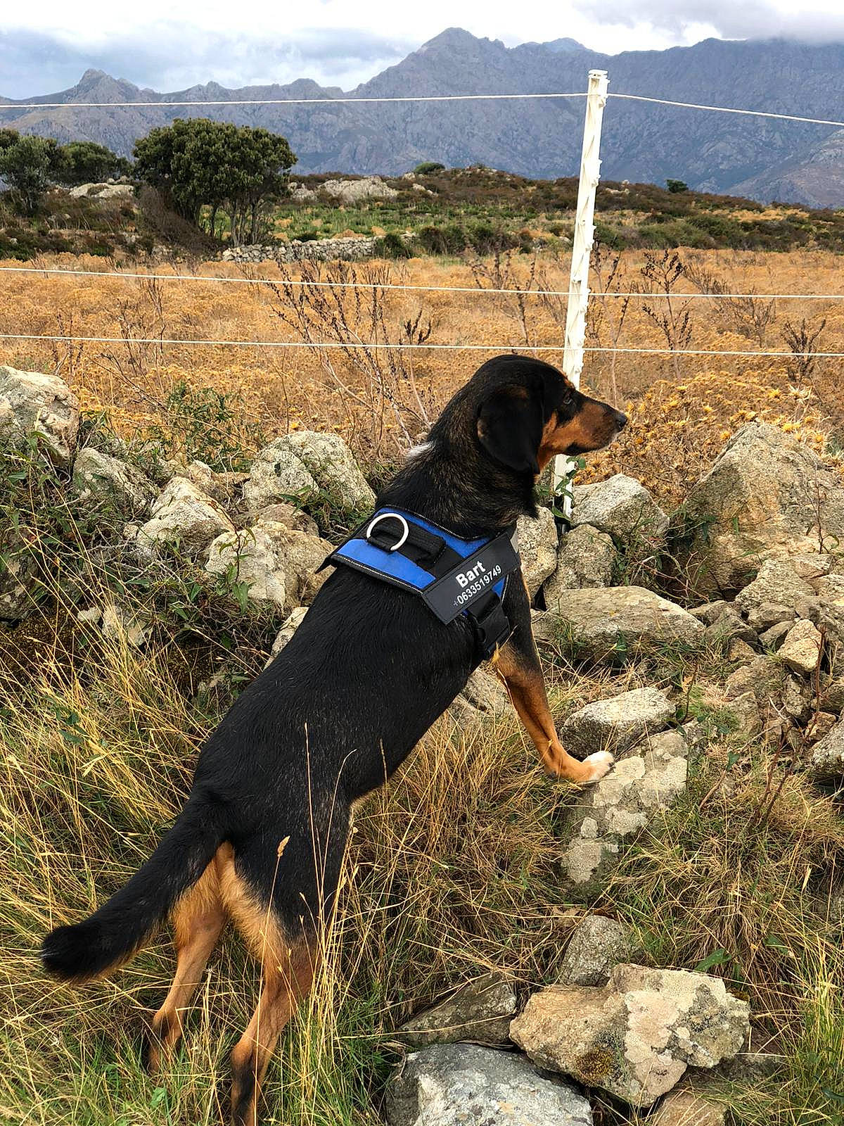 Bart participe au concours pour gagner de l'argent avec cette photo : canidae, carnivore, cloud, collar, dog, dog_breed, dog_collar, dog_supply, grass, hill, landscape, leash, mountain, pet_supply, plant, sky, sporting_group, tree, wilderness, working_animal