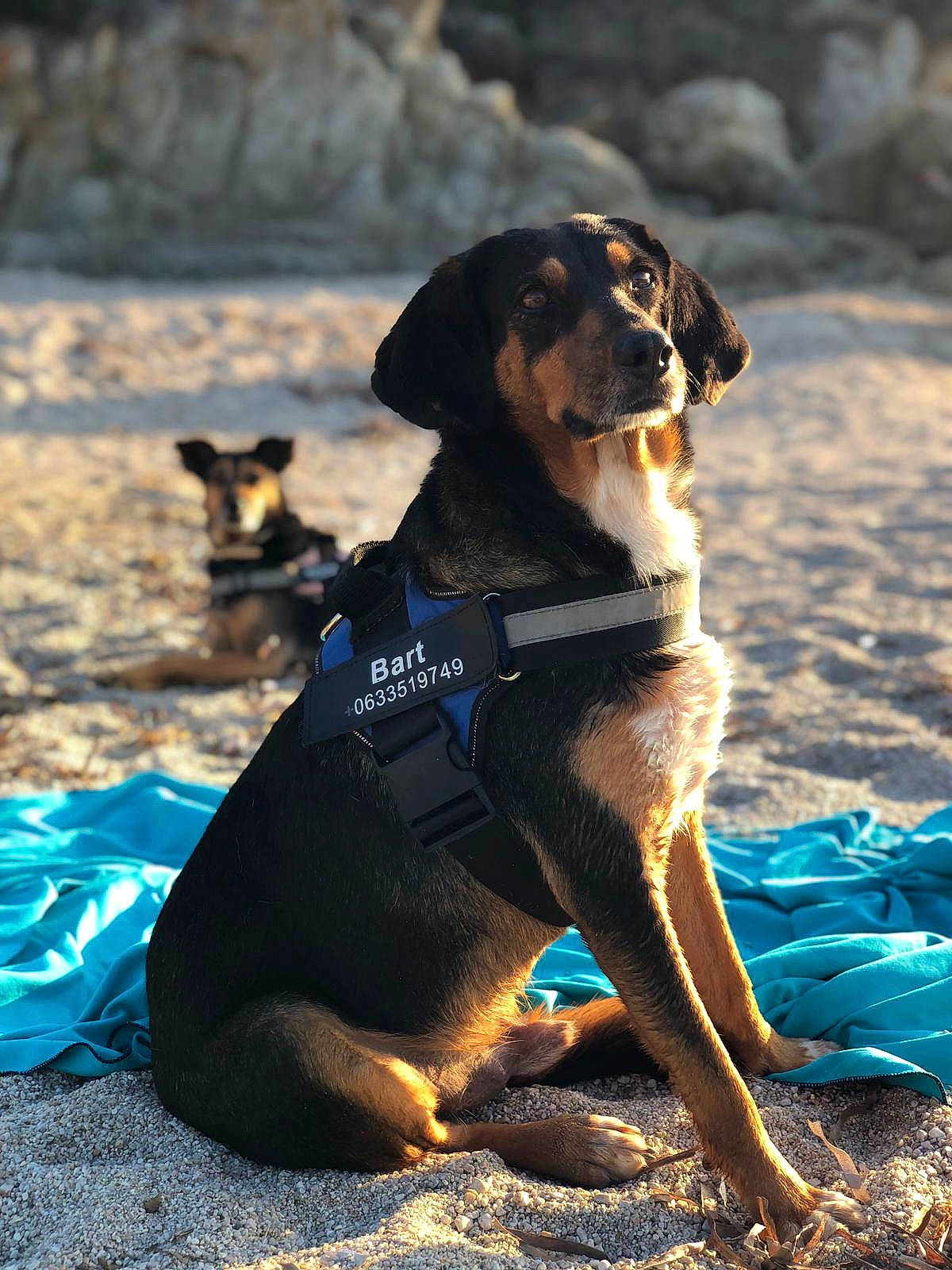 Bart participe au concours pour gagner de l'argent avec cette photo : blue, canidae, carnivore, collar, companion_dog, dog, dog_breed, dog_collar, dog_supply, electric_blue, fun, guard_dog, hound, landscape, leash, ocean, rock, scent_hound, sporting_group, working_dog