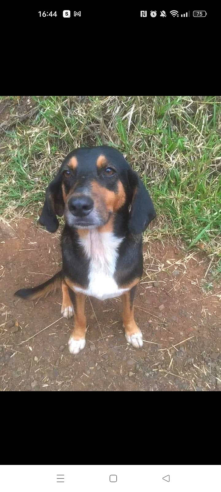 Bart participe au concours pour gagner de l'argent avec cette photo : carnivore, companion_dog, dog, dog_breed, grass, hound, hunting_dog, plant, scent_hound, soil, sporting_group, terrestrial_animal, working_animal, working_dog