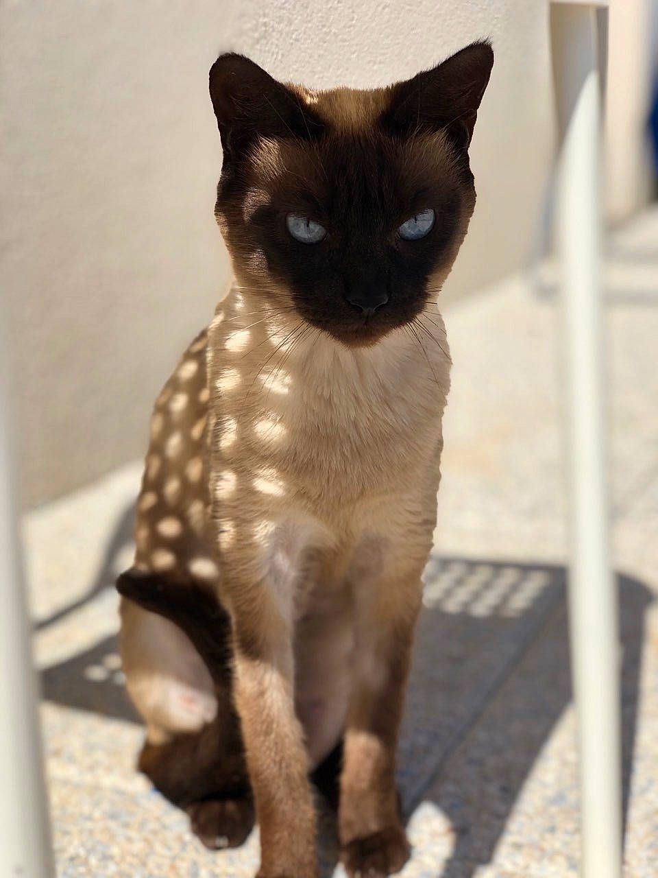 June participe au concours pour gagner de l'argent avec cette photo : balinese, carnivore, cat, cat_supply, claw, domestic_short_haired_cat, fawn, felidae, fur, iris, paw, pet_supply, siamese, small_to_medium_sized_cats, snout, tail, terrestrial_animal, thai, tonkinese, whiskers