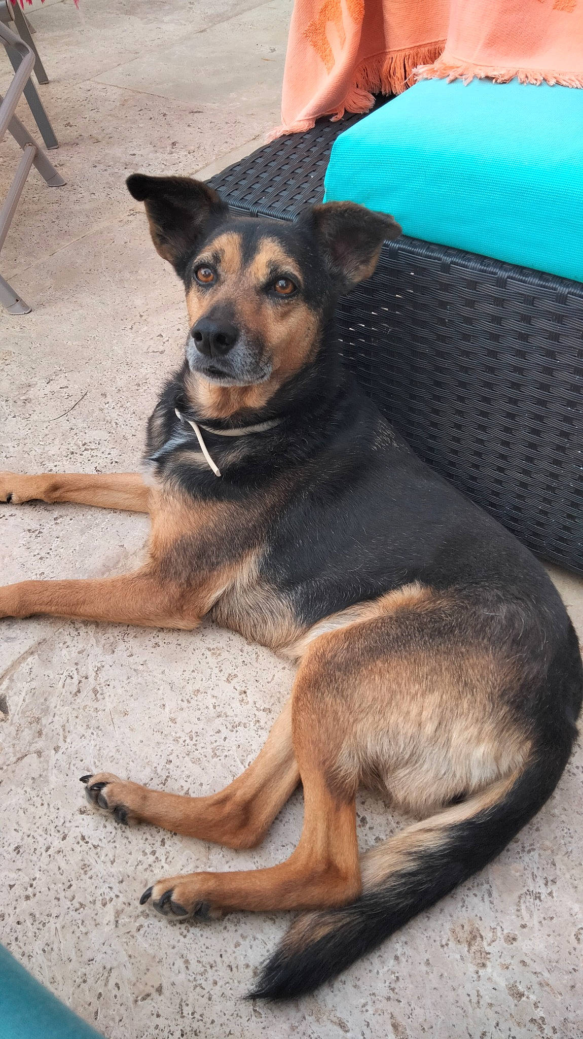 Marquise De La Réunion a rejoint le concours — aidez-le/la à gagner de superbes lots ! canidae, carnivore, companion_dog, dog, dog_breed, fawn, foot, fur, guard_dog, herding_dog, old_german_shepherd_dog, paw, snout, sporting_group, working_animal, working_dog