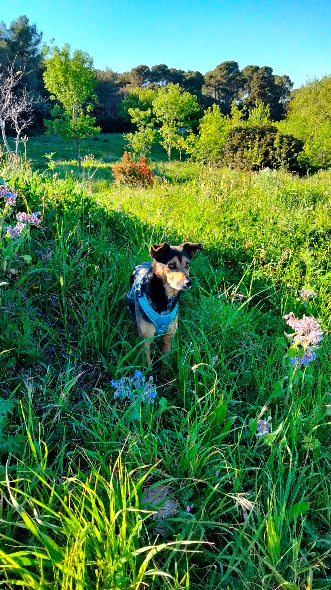 Marquise De La Réunion a rejoint le concours — aidez-le/la à gagner de superbes lots ! carnivore, companion_dog, dog, dog_breed, fawn, flower, grass, grassland, green, groundcover, herbaceous_plant, landscape, natural_landscape, nature, plant, shrub, sky, terrestrial_plant, tree, vegetation