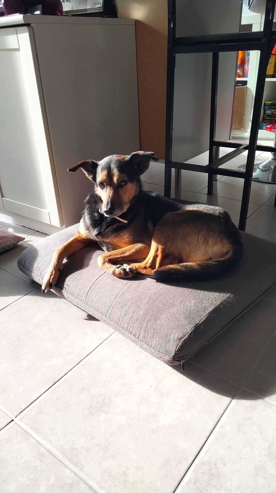 Marquise De La Réunion participe au concours pour gagner de l'argent avec cette photo : canidae, carnivore, chair, comfort, companion_dog, couch, dog, dog_breed, fawn, floor, flooring, guard_dog, hardwood, room, snout, sporting_group, tail, whiskers, wood, working_animal