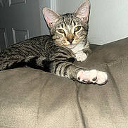 Remus joined the competition — help win amazing prizes! animal, cat, claws, closeup, couch, cute, door, ears, feline, fur, indoor, knob, paw, pet, relaxed, resting, stretching, tabby, wall, whiskers