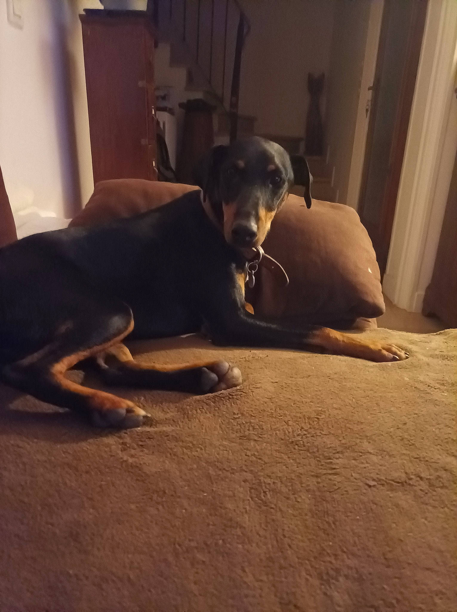 Mo..... a rejoint le concours — aidez-le/la à gagner de superbes lots ! bed, canidae, carnivore, cloud, comfort, companion_dog, dog, dog_breed, fawn, floor, flooring, fur, hardwood, linens, snout, sporting_group, tail, tints_and_shades, wood, working_animal