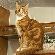 Ruby a rejoint le concours — aidez-le/la à gagner de superbes lots ! animal, basket, cat, cozy, domestic_cat, ears, eyes, feline, fur, furniture, home, indoor, orange_tabby, pet, plant, portrait, sitting, tail, whiskers, wooden_shelf