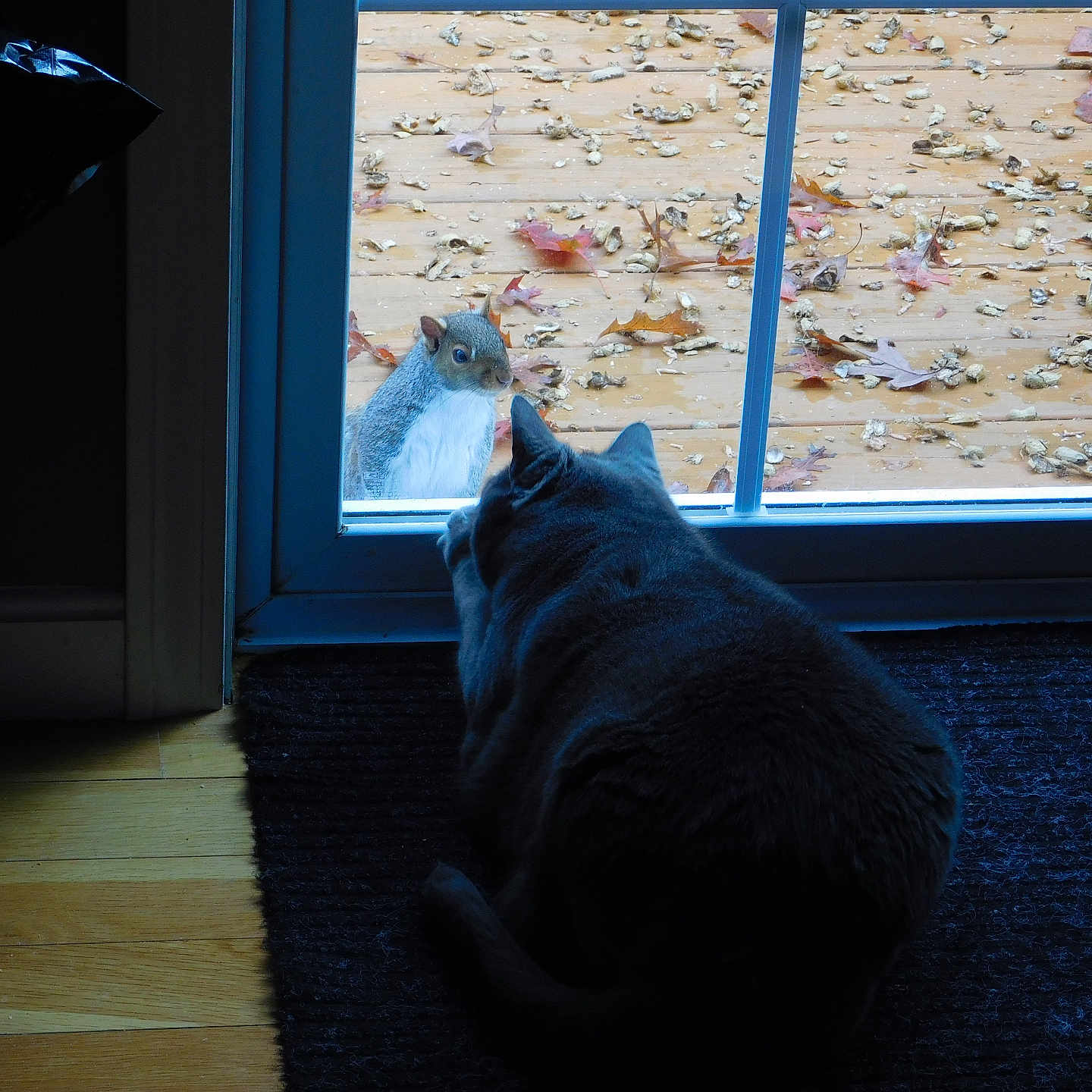 Smokey is registered to the contest to win money with this photo: animal, cat, crouching, curious, deck, fall, glass_door, indoor, leaves, nature, observation, outdoor, pet, rug, seeds, shadow, squirrel, wildlife, window, wood_floor