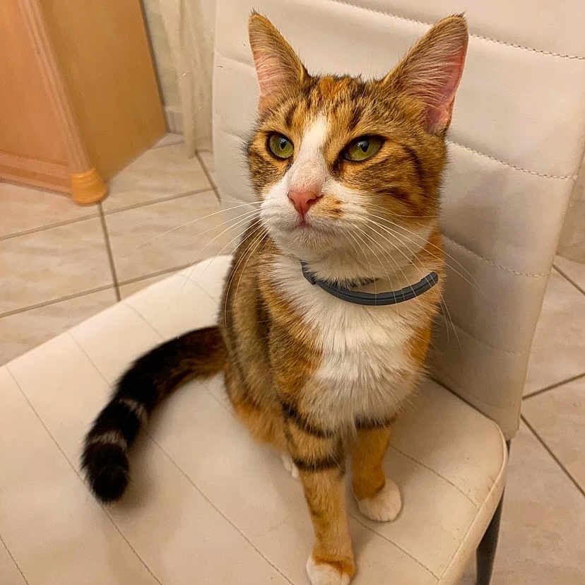 June participe au concours pour gagner de l'argent avec cette photo : animal, cat, chair, collar, cute, domestic_cat, feline, floor_tiles, fur, green_eyes, household, indoor, looking_away, pet, portrait, sitting, tabby, whiskers, white_chair, wooden_cabinet