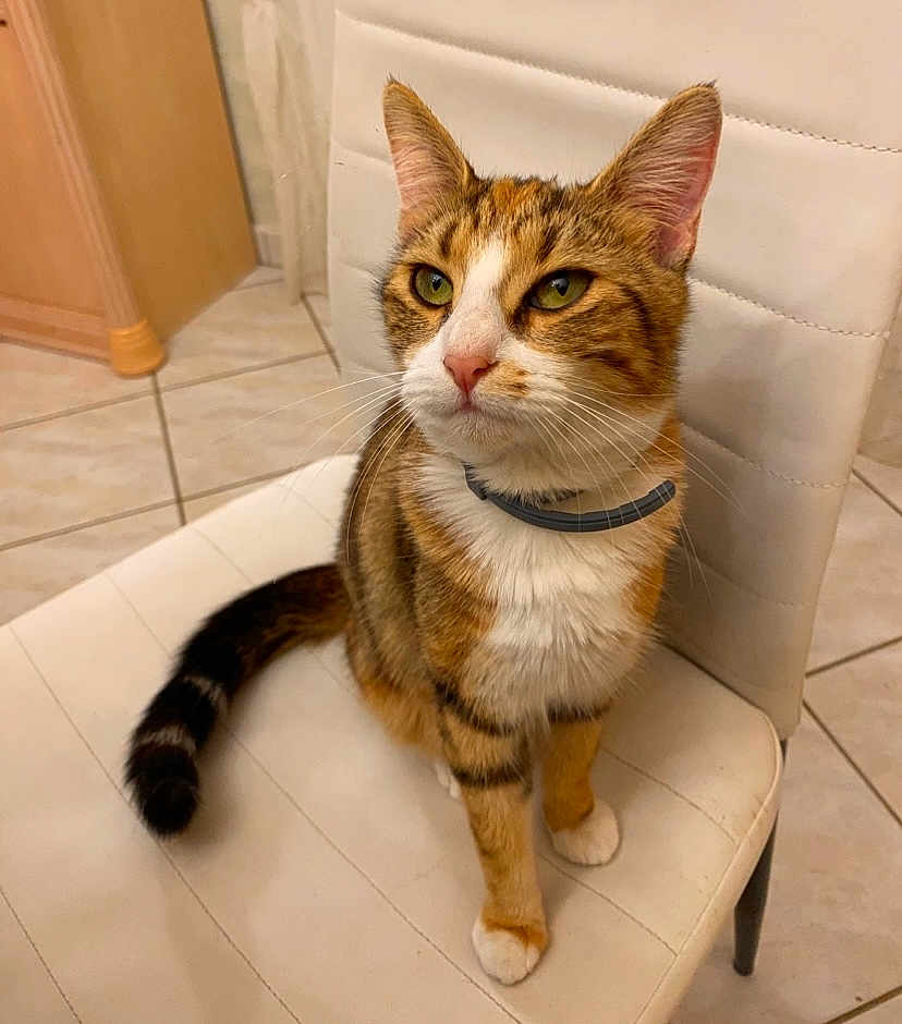 June participe au concours pour gagner de l'argent avec cette photo : cat, tabby, pet, indoor, chair, feline, animal, green_eyes, whiskers, fur, domestic_cat, sitting, looking_away, collar, white_chair, floor_tiles, wooden_cabinet, cute, household, portrait